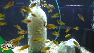 DIY K1 2 Liter Bottle Kaldness Media - Filter Fluidized Bed Filter - Aquarium Filter home made.