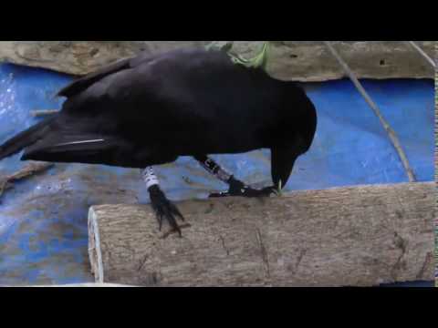 Watch a toolmaking crow bend a stick | Science News