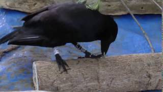 Watch a toolmaking crow bend a stick | Science News