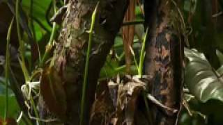 &quot;Amsterdam&quot; by Peter Bjorn And John