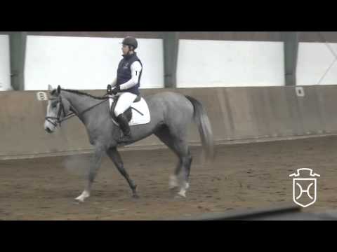 01 Holsteiner Stute von Cardino - Hermes d'Authieux - Corrado I