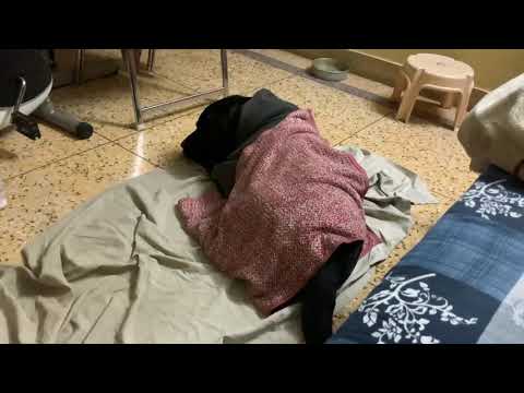 Isis trained dog found in India