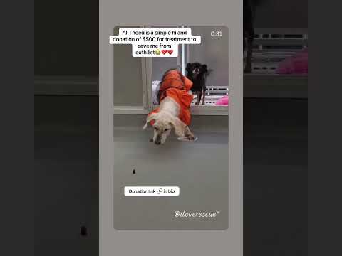 Can you help our rescue dogs⁉️🥺Link in our bio🫶 #amazon #rescuedog #chihuahua #shelter #florida
