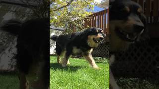 Summer of Dog (2023) | Adventure