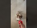 How To Teach My Dog To Fetch