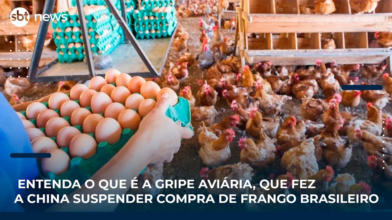 Entenda o que é a gripe aviária, que fez a China suspender compra de frango brasileiro | SBT News