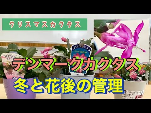 クリスマスサボテンを植え替えて生き返らせる