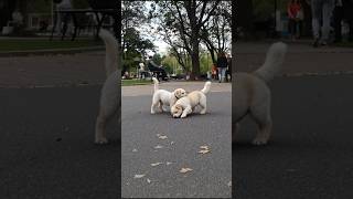 Download lagu Puppies Playing Funny Moment Video #puppy #cute #dog #funny #viral #shorts mp3