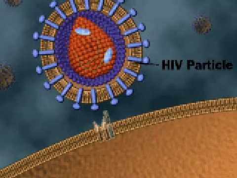 Tipi di ingrandimento del pene Come ripristinare la potenza dopo il trattamento della prostatite