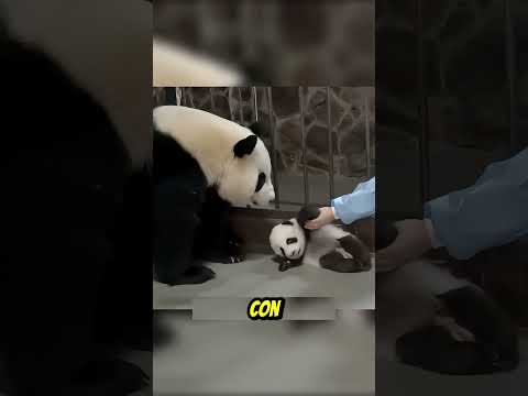 Gấu Trúc Mẹ Đối Xử Với Gấu Con #facts