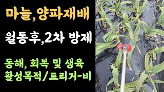 텃밭, 마늘&양파 재배???? 월동 후 2회차 방제???? 동해, 회복 및 생육활성 목적/트리거-비