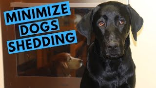 How to Minimize Dog Shedding with Andy the Labrador