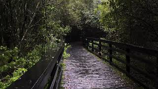Rainy Day Path in English Forest | Fall Asleep FAST to Relaxing Rain Sounds | Rainstorm on Bridge