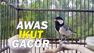 Download lagu Awas Ikut GACOR, Pancingan JITU Bikin Glatik Batu Manapun Pada BUNYI GACOR || Glatik Batu Gacor Dor mp3