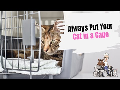 Episode 110: Always Put Your Cat in a Cage - YouTube