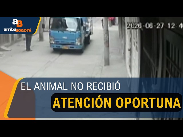Piden justicia por 'Miller', perro comunitario que murió tras ser atropellado en Kennedy 