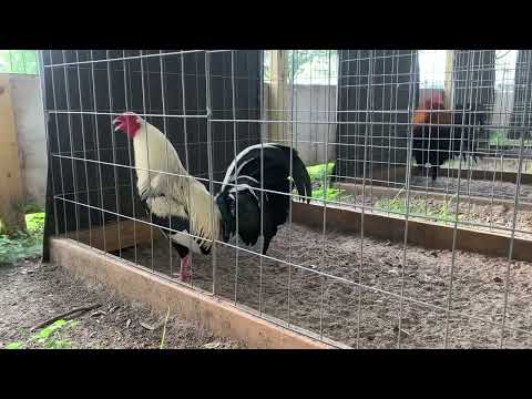 Joe Goode Grey gallos finos