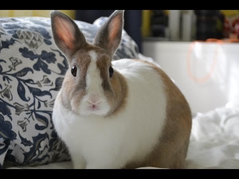 download lagu mp3 mp4 Bunny Shaking, download lagu Bunny Shaking gratis, unduh video klip Bunny Shaking
