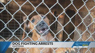 2 people arrested in connection to Gaston County dog fighting ring