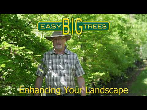 Fagus sylvatica - English Beech Tree