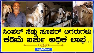 Amingad  Tagaru) For Sale ! Bakrid Batch ! Sheep Farm ! ಸೂಪರ್ ಟಗರುಗಳು