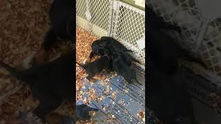 Video preview image #6 Rotterman Puppy For Sale in PARK, VA, USA