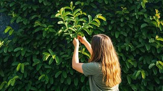 Build Your Vertical Garden at home like a pro #guavabenefits #guavaleaf #guaviare #guavafruits