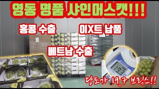 2022년 7월 12일 벌써 샤인머스캣 샤인머스켓 수확이 시작???? 홍콩, 베트남 국내 명품 이X트에만 공…