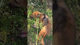 Video preview image #1 Mutt Puppy For Sale in Jackson, MS, USA