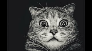 Смешные Коты и Собаки 2019 - Лучшие Приколы с Животными №109