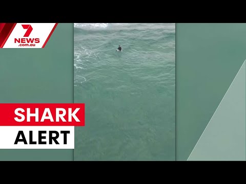 Sydney beaches open despite bull shark alert | 7NEWS