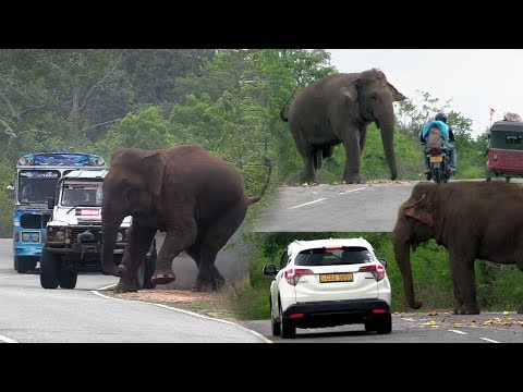 Big wild elephant waiting for food at the Kataragama road !