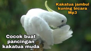 Download lagu Masteran buat burung kakatua muda agar cepat bicara Mp3 mp3 Download lagu Masteran buat burung kakatua muda agar cepat bicara Mp3 mp3