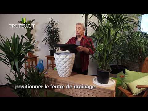 , title : 'Comment rempoter ou planter une plante en pot - plante de la maison - Truffaut'