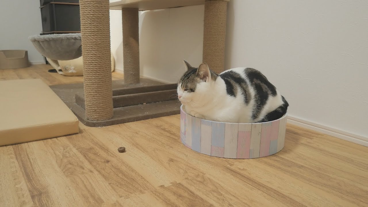 一粒のう●この前で遠い目をしている猫を見つけました…笑