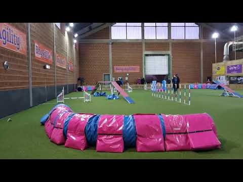 Februári Bing Agility Kupa 2022.02.12. - Cody A1/2 Agility 🥇place