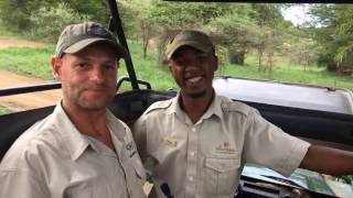 Footage of lioness feeding from morning game drive from Elewana Serengeti Pioneer Camp