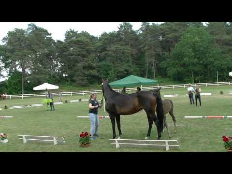 Fohlenschau 2021 Sandbostel, Nr.3 Stute v. Baloutaire Ps - Carenzo - Sandro