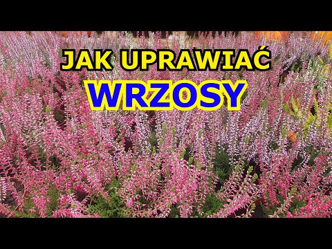 How to grow heather - essential information