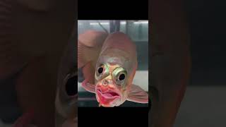 Download lagu This red arowana is worrth millions mp3 Download lagu This red arowana is worrth millions mp3