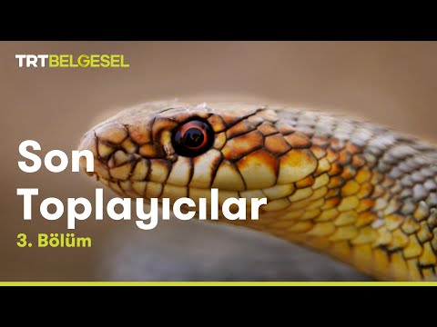 Son Toplayıcılar | Yılan | TRT Belgesel