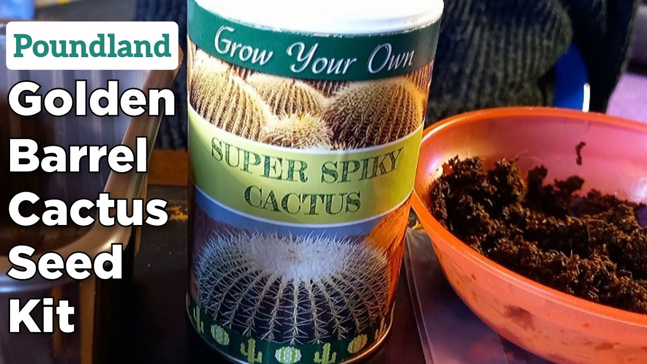 Poundland GROW YOUR OWN Cactus Seed Kit | Sowing Golden Barrel Cactus Seeds