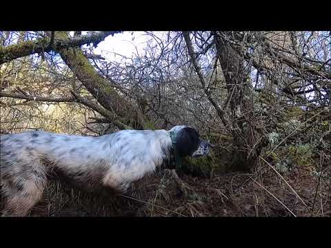 bécasse sur le plateau de Millevaches