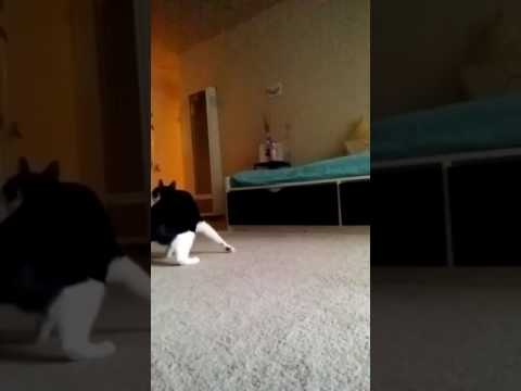 Alexander and his Toy