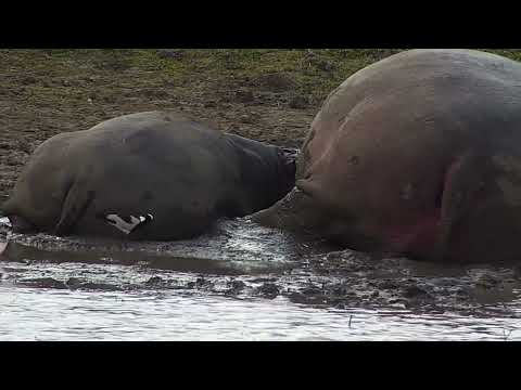 Djuma: Hippos and Blacksmith Lapwings - 13:45 - 08/10/2023