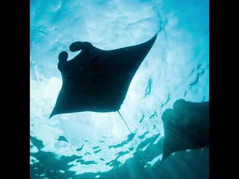 [SOLD] Vaportrap x Cloud Rap x Trillwave Type Beat - crossings (prod. keiji)