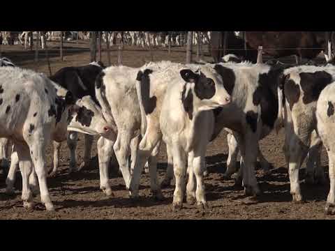 La importancia del macho holando argentino en la producción de carne.