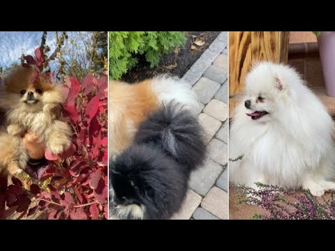 Famous puppies || Everyone likes cute puppies #short #shortfeed #vanipshortsvedios