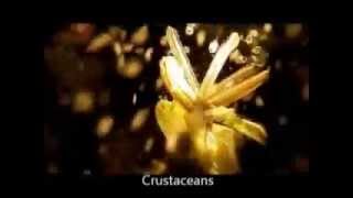 ICYMI: Pollinators of the Sea