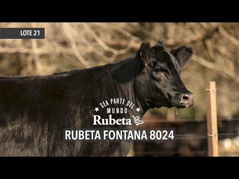RUBETA FONTANA 8024 - LOTE 21